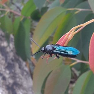 blue-coloured insect on a leaf