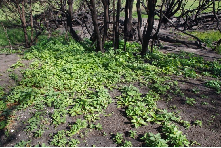 spreading green plant