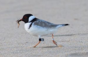 A bird walks across sand with an insect in its beak