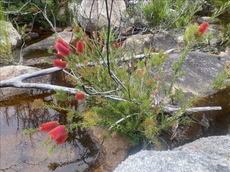 Betka Bottlebrush