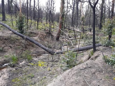 Eroded gully after fire